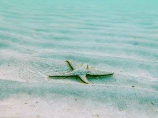 porters-place-barbados-scenery-8